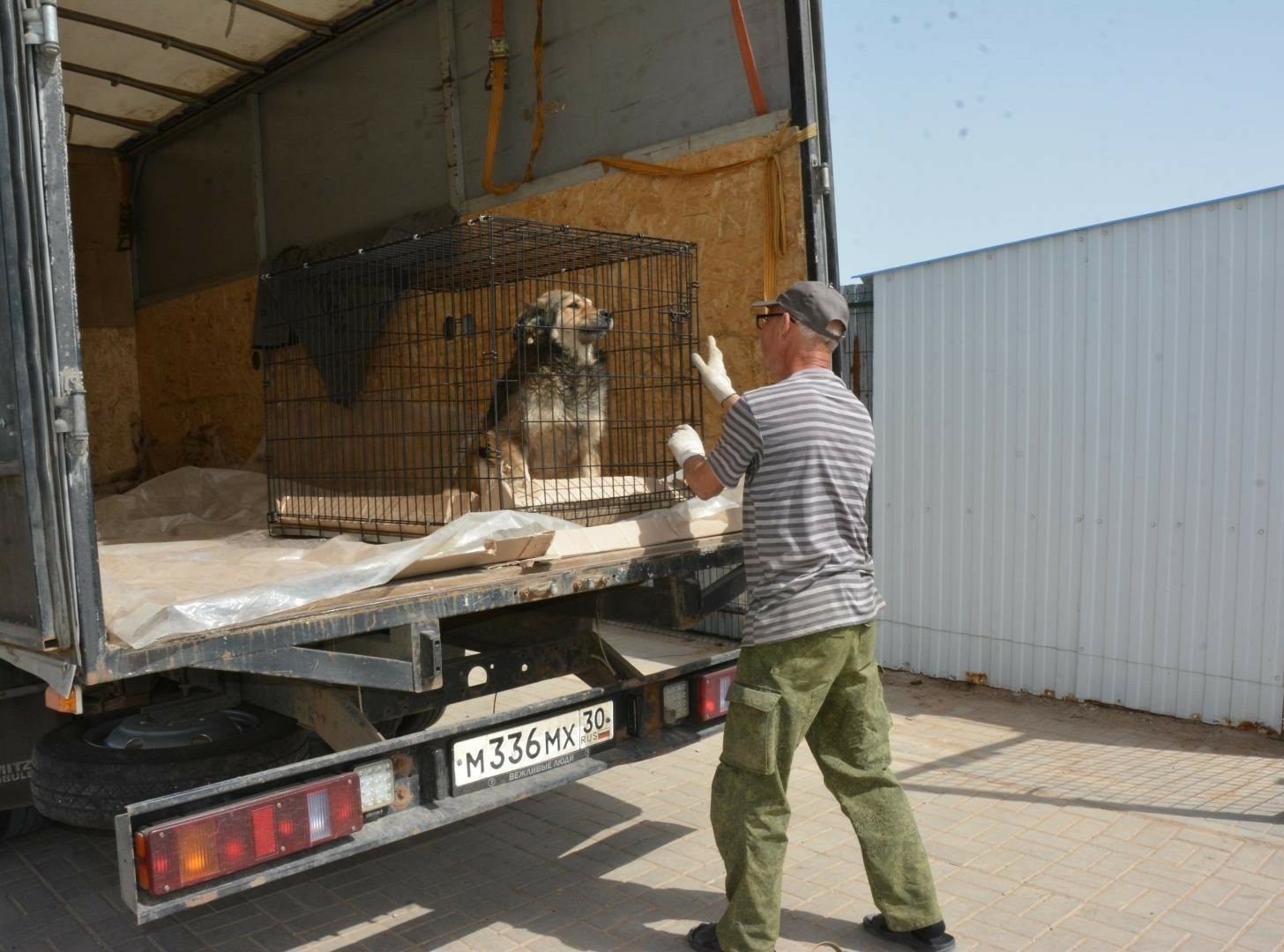 В Астрахани предложили запретить кормление бродячих собак возле домов и соцобъектов