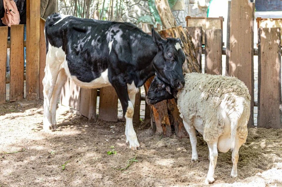 В новосибирском зоопарке корова и овца подружились друг с другом