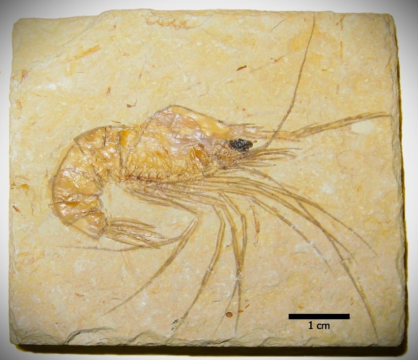 Под Астраханью нашли древнее укрытие ракообразных возрастом миллионы лет
