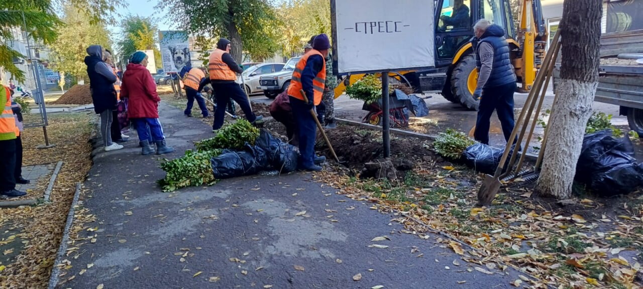На улице Нестерова в Ахтубинске высадили 600 кустов кизильника