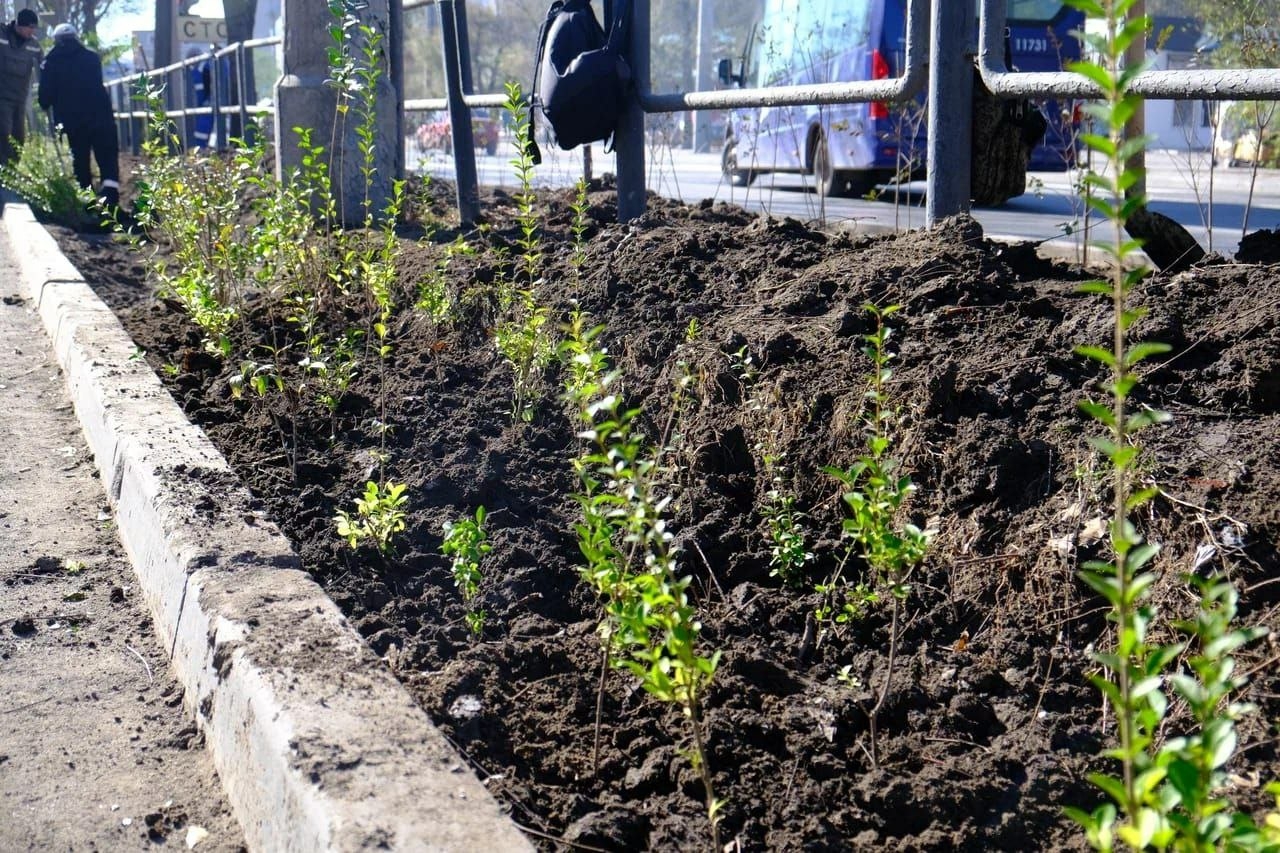 В Астрахани высадили тысячи кустарников и десятки деревьев