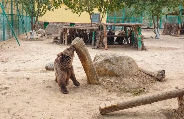 Московский зоопарк отправит в Туркмению бурую медведицу Айдере