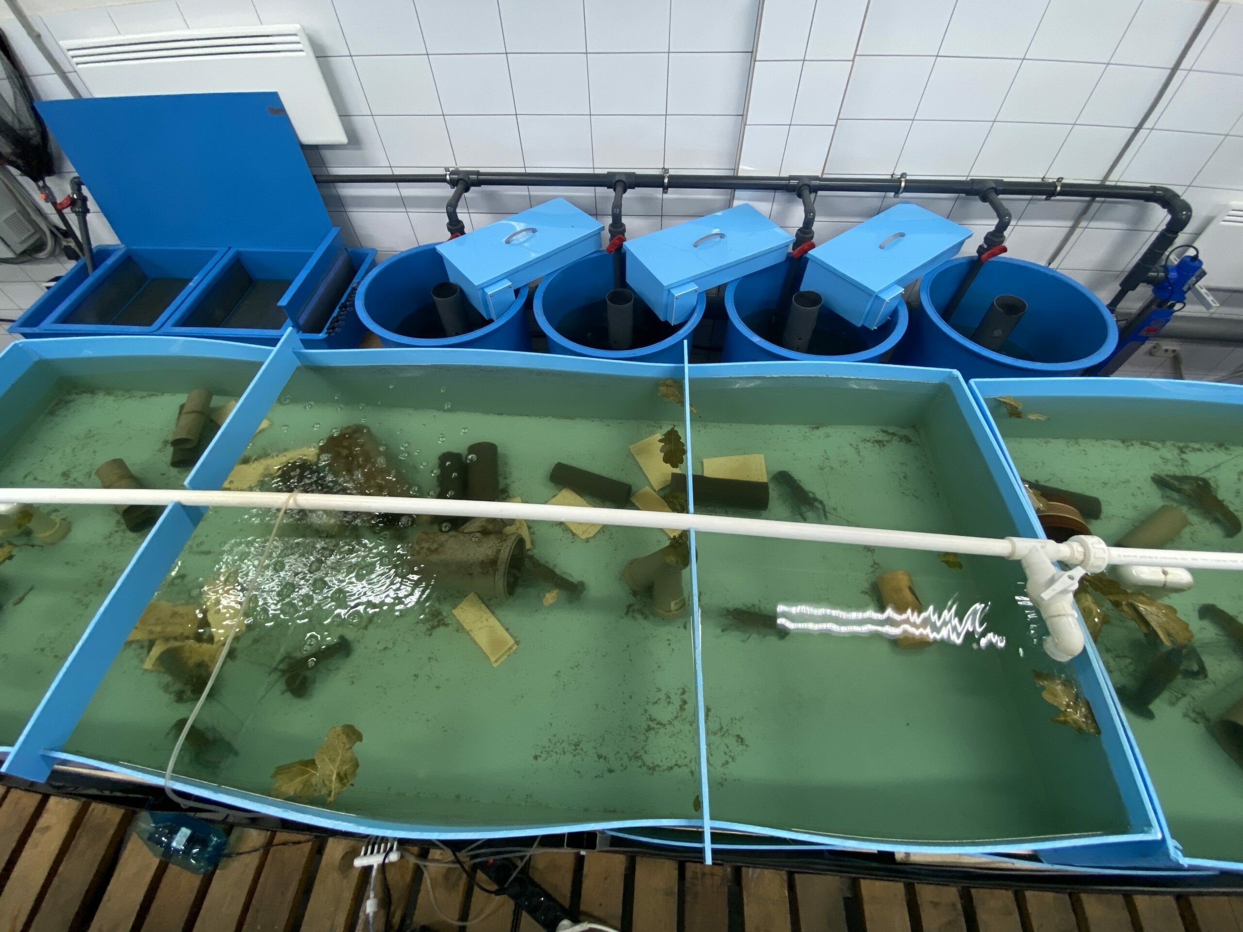 Рыбный вопрос: как в Мурманском арктическом университете экспериментируют с новыми для Кольского Заполярья видами рыб