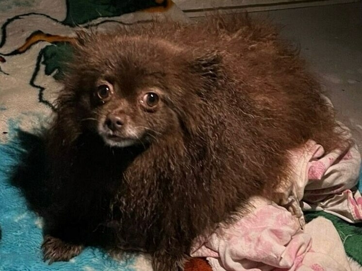 Градоначальник Калуги помог вернуть потерявшегося шпица