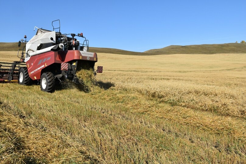 Аграрии Хакасии намолотили 89 тысяч тонн пшеницы в сложных погодных условиях