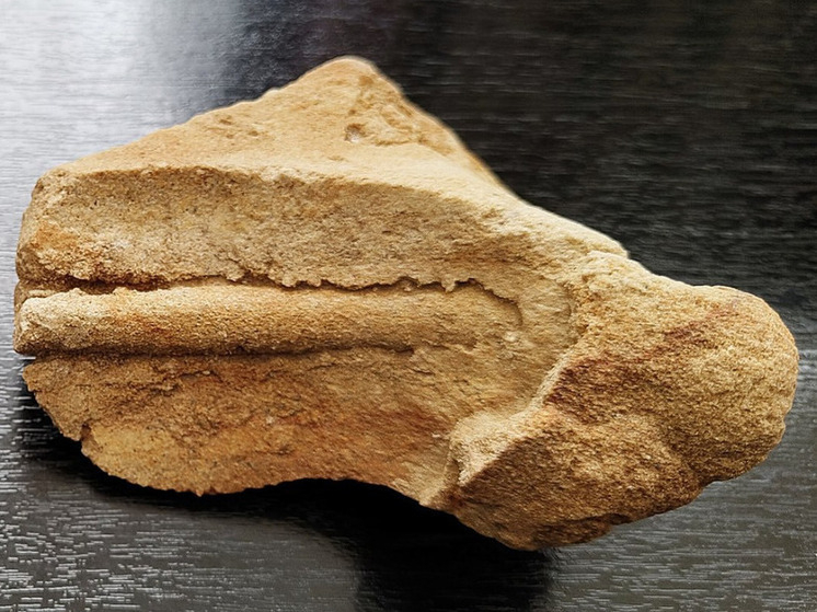 В Волгоград доставили древнюю окаменелость из Астраханской области