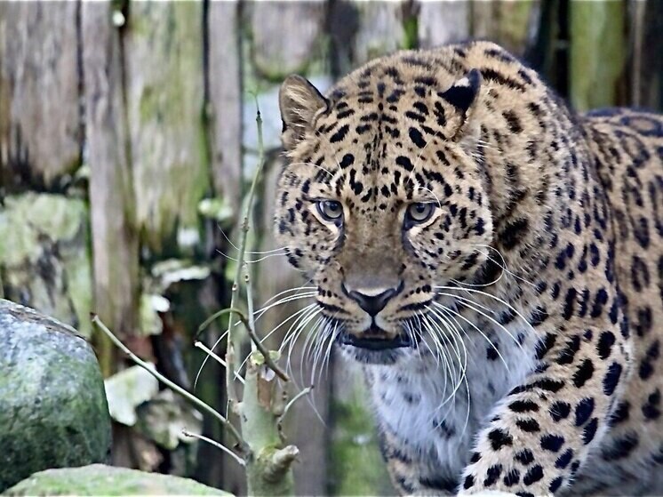 Долгожители Калининградского зоопарка удивили возрастом