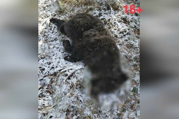 В Хакасии продолжают отстрел медведей