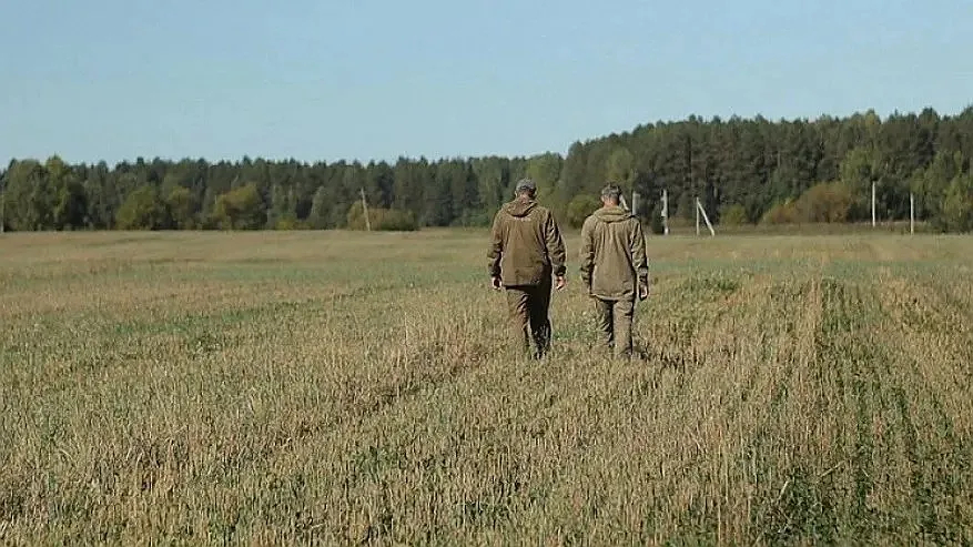 В Костроме увеличили площадь карантина из-за нашествия изумрудной златки