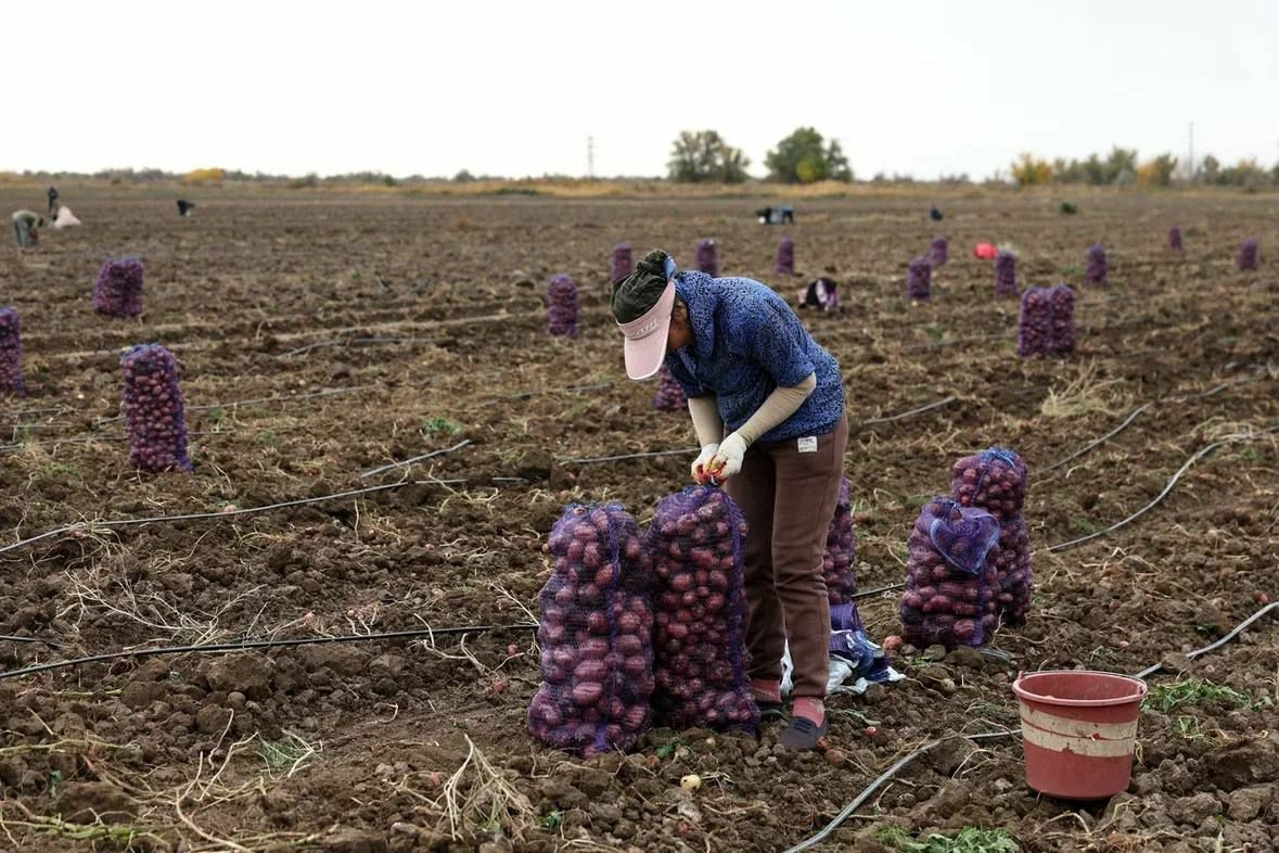 В Харабалинском районе Астраханской области начали уборку позднего картофеля