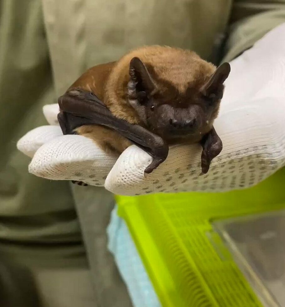 В Москве спасли очень упитанную летучую мышь Пуговку