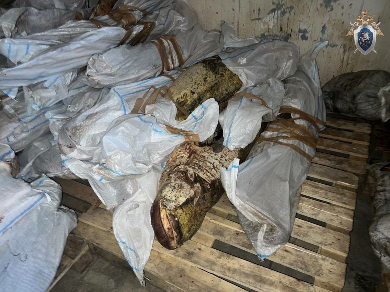 В Астрахани осудили гендиректора фирмы за хранение 117 тонн немаркированной рыбы