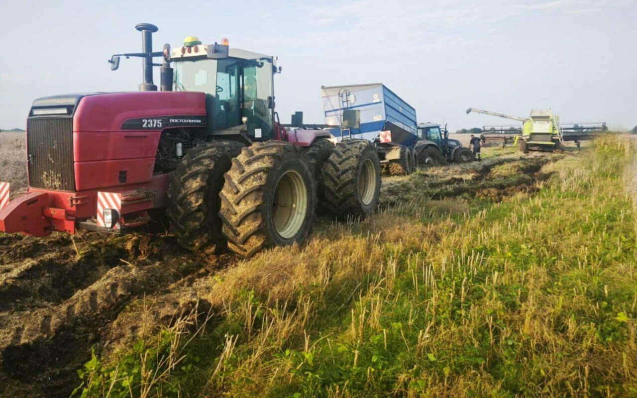 Калининградские фермеры потеряли до 30% урожая картофеля