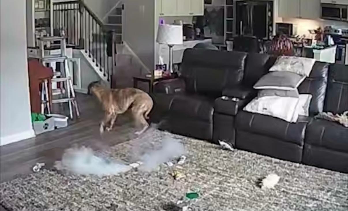 Пес пожарного случайно устроил пожар в доме хозяина и в панике убежал