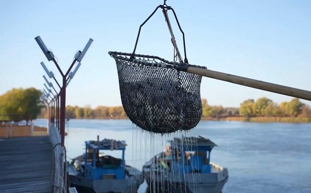 Астраханские рыбаки планируют добыть десятки тысяч тонн рыбы в осенний сезон