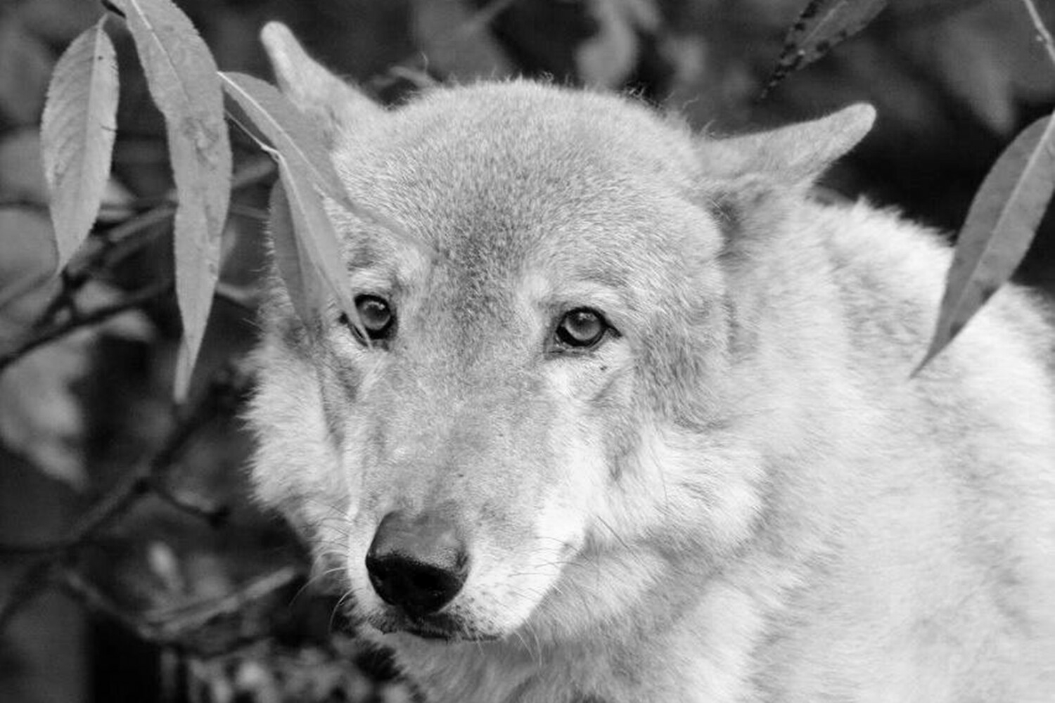 В московском зоопарке скончался волк Тарзан, которому помогали до последних дней