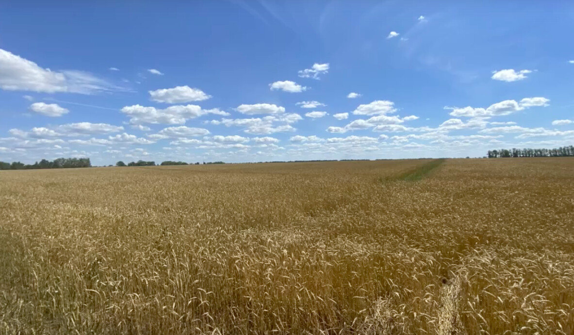 Опасных паразитов уничтожили на сотнях гектаров в Костромском районе