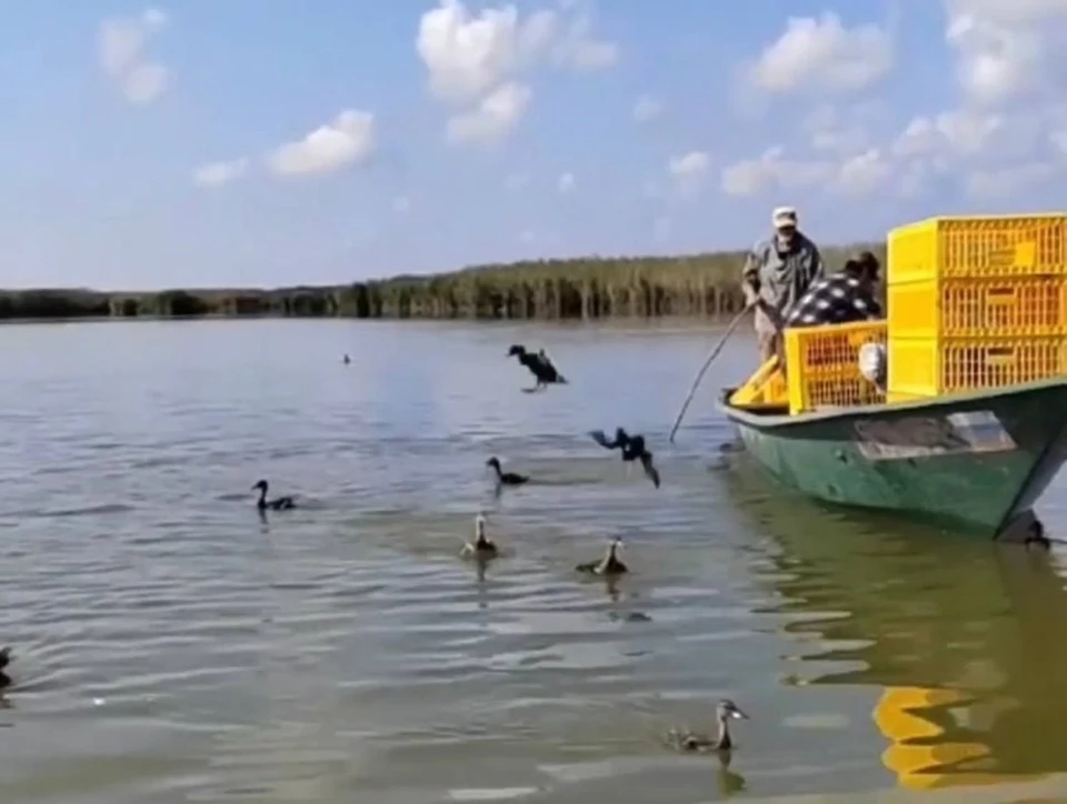 В Астраханской области 150 крякв выпустили в природу