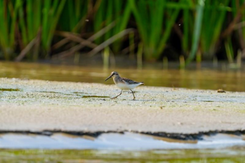 В Астраханской области впервые заметили редкого грязовика