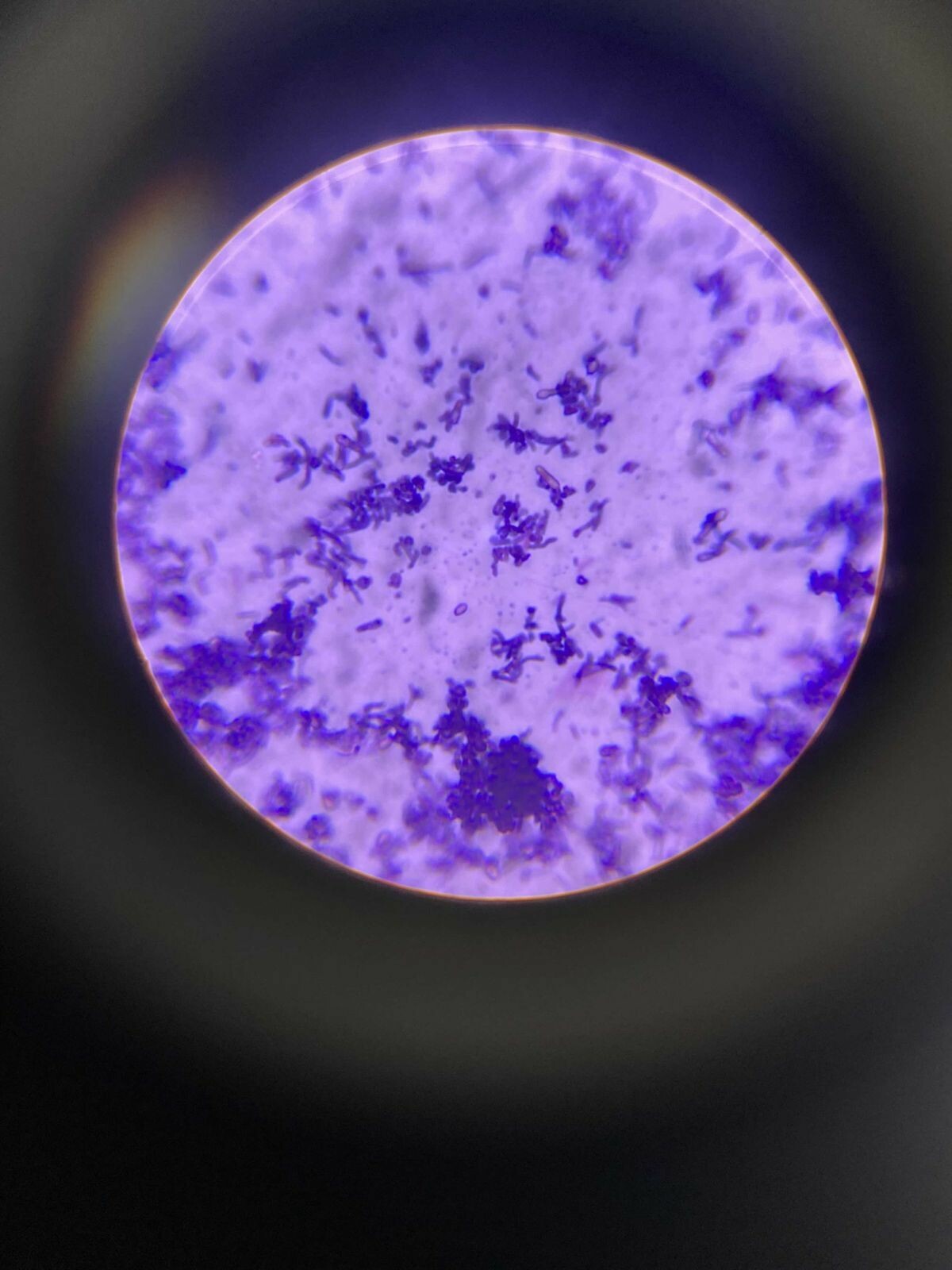 Астраханка Алина Бареева стала финалистом программы «УМНИК-2025»