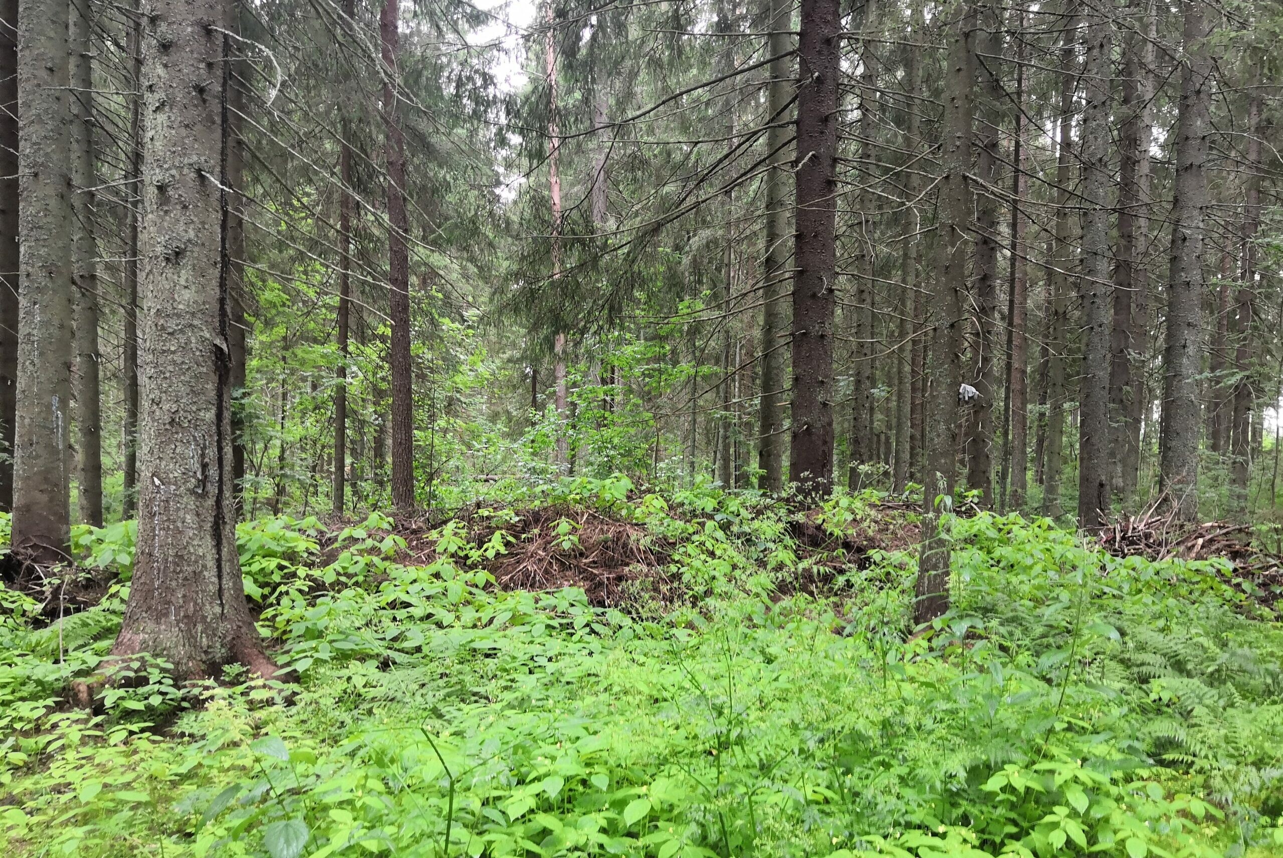 Туризм смещается за город: участок в Ленинском выставлен на торги