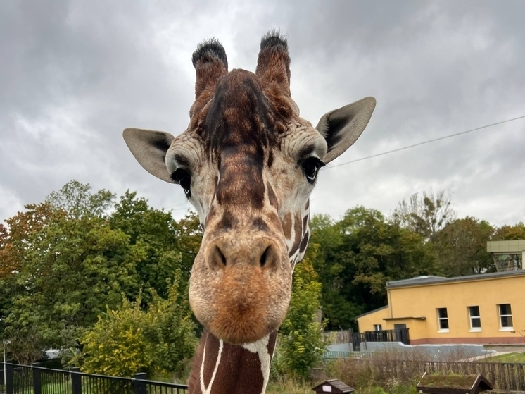 После смерти жирафа жители Калининграда потребовали проверку зоопарка
