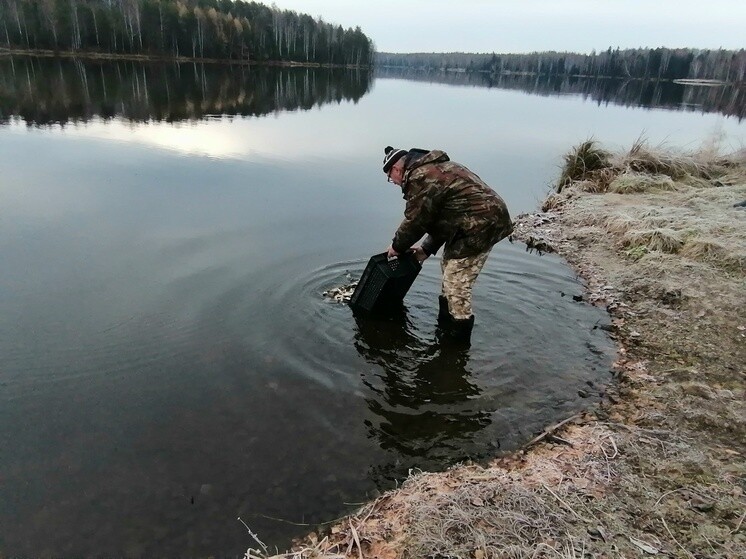 В водоемы Свердловской области выпустили почти 18 тысяч мальков сазана