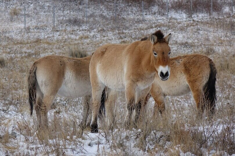 Лошади Пржевальского успешно адаптируются в хакасской степи