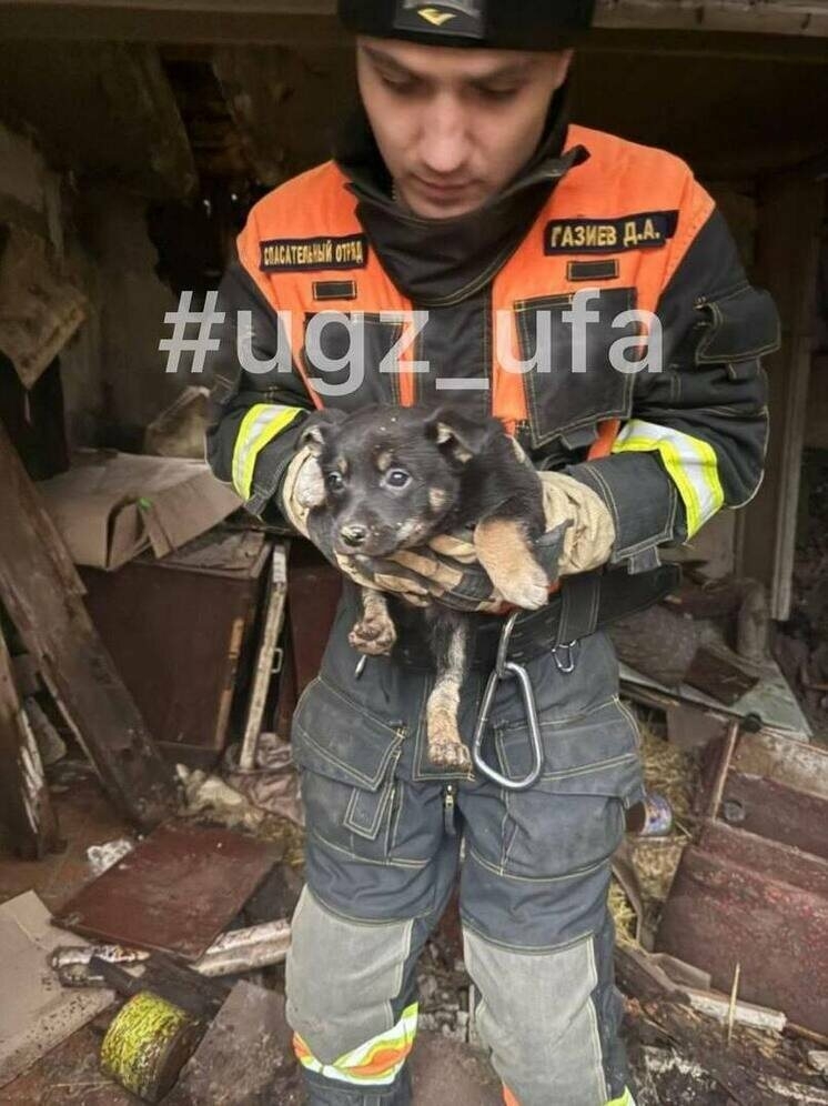 В Уфе спасатели вызволили щенков из заброшенного дома на Хабаровской улице