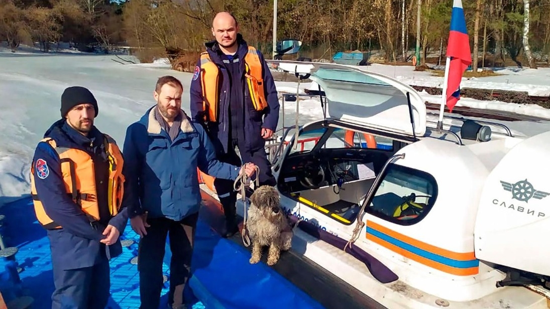 Собак из полыньи и кошек с арматуры вытаскивают спасатели в Москве