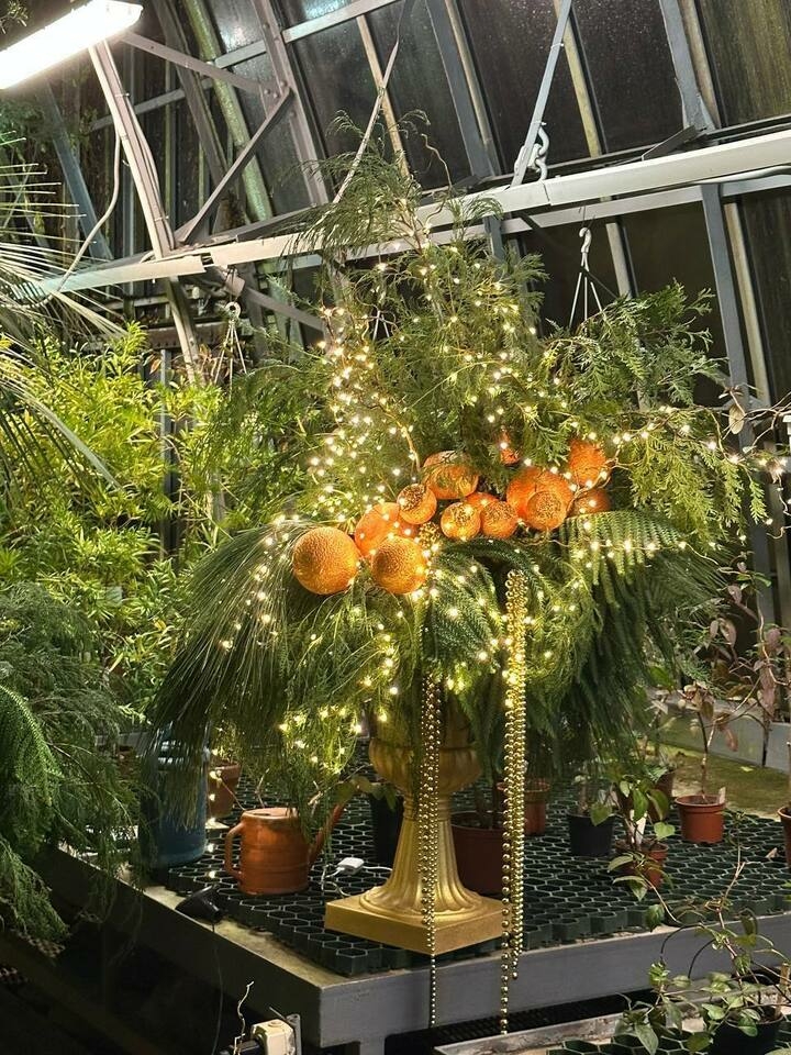 Ботанический сад в Петербурге нарядил финик по традициям жарких стран