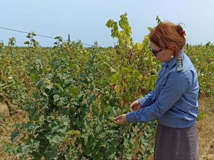 В Дагестане обнаружили несуществующие виноградники на 250 гектаров
