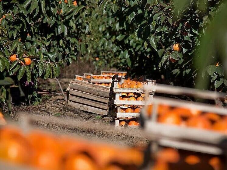 Дагестан готовит рекордный урожай хурмы