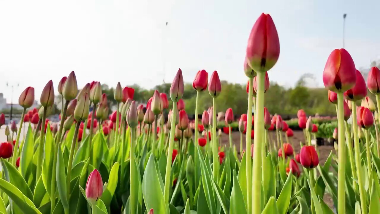 В Мурманске на этой неделе высадили почти 15 тысяч луковиц тюльпанов