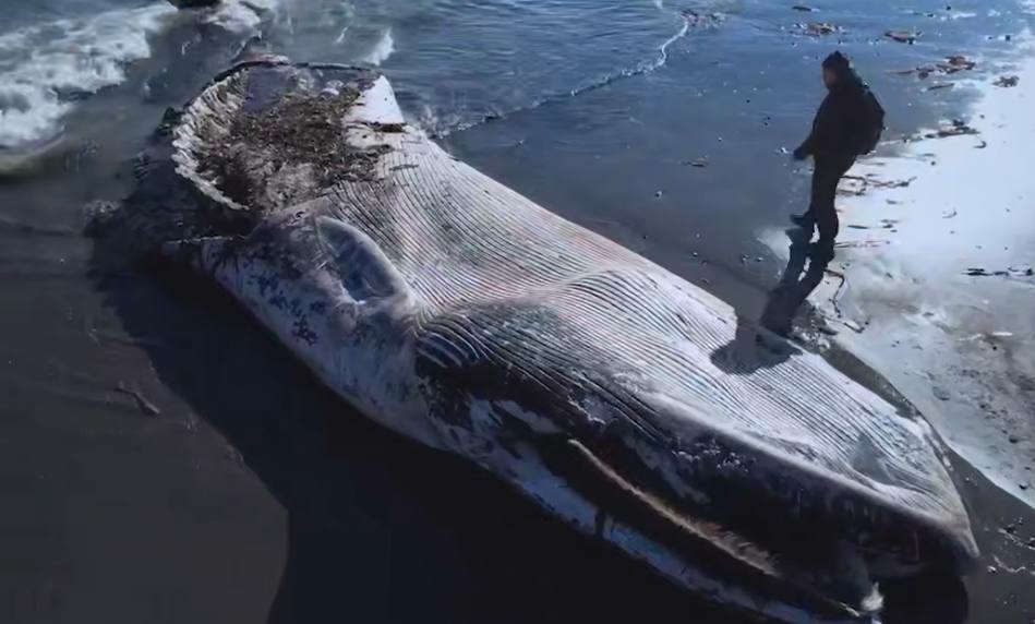На Сахалине после шторма выбросило редкого сельдяного кита