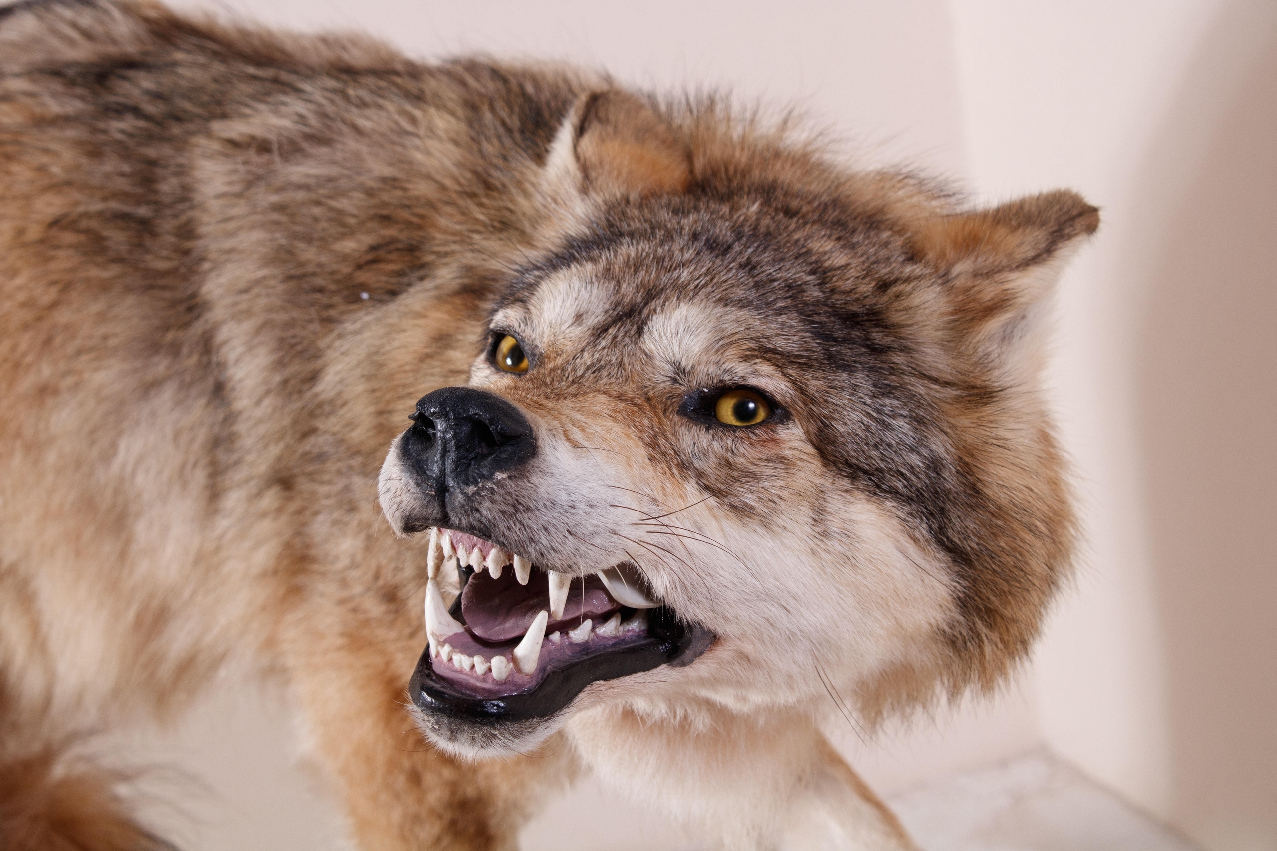 Фонды Донецкого краеведческого музея пополнились зоологической коллекцией