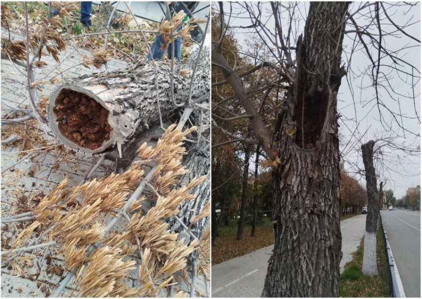 На площади Ленина в Астрахани высадят краснолиственные клены
