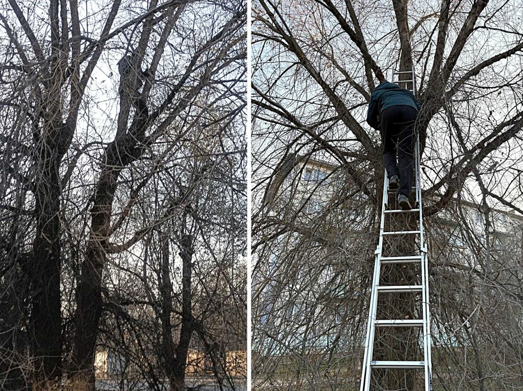 Подросток забрался на дерево и не смог спуститься без помощи спасателей