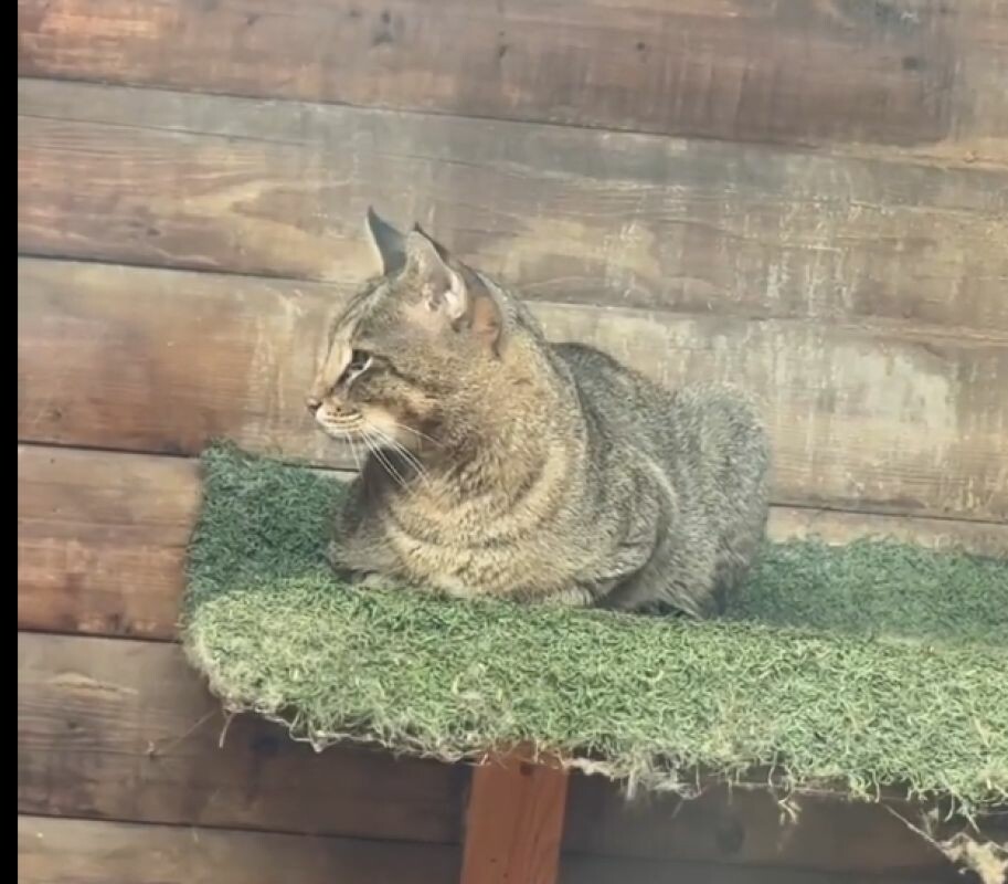 В Астрахани появился редкий кот-гибрид