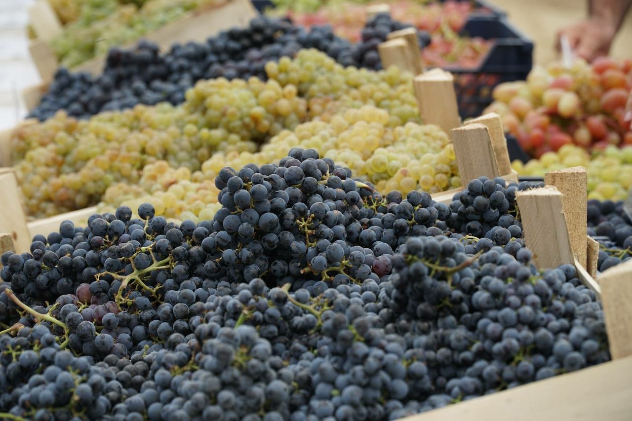 Дагестан вошел в тройку лидеров по сбору винограда в России