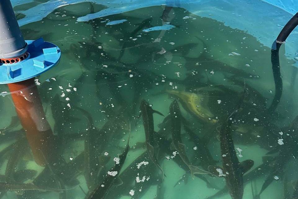 Аквакультура и корма для животных стали новыми драйверами инвестиций в Астраханской области