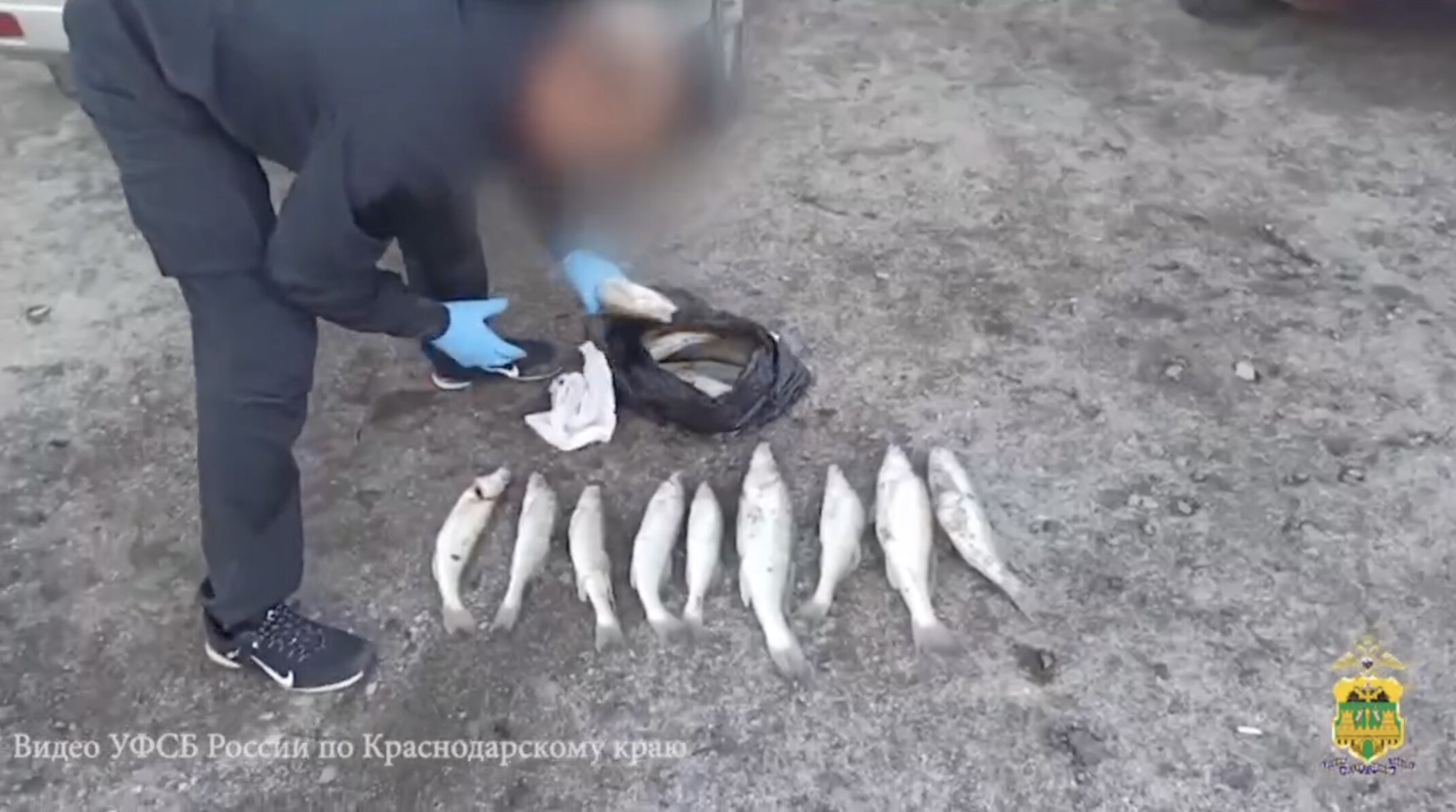 На Кубани браконьеры поймали 220 рыб разных видов и нанесли ущерб государству