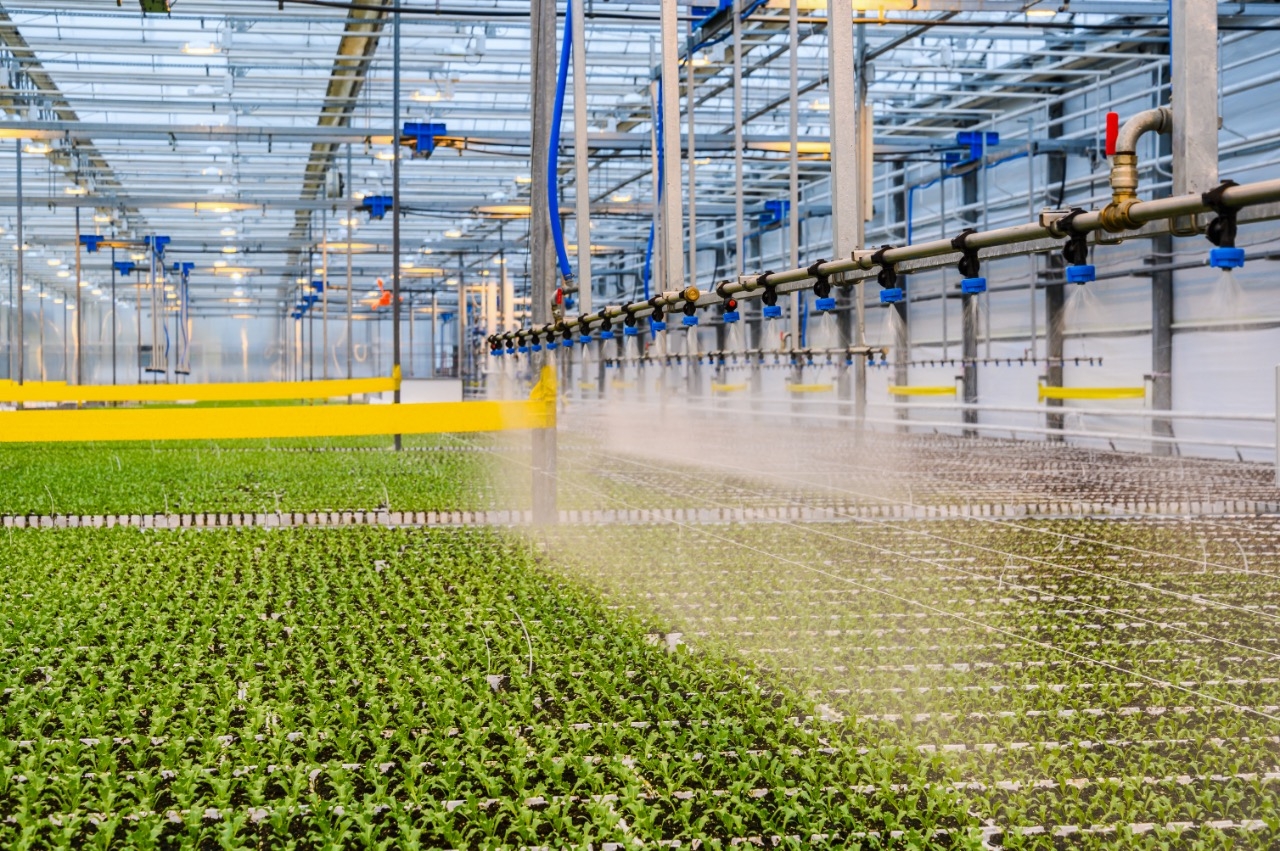 С начала года в Подмосковье собрали более 106 тысяч тонн овощей закрытого грунта