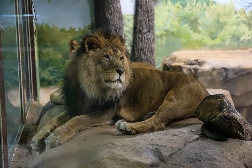 В Екатеринбургском зоопарке львы Эрни и Мира переехали в зимние вольеры