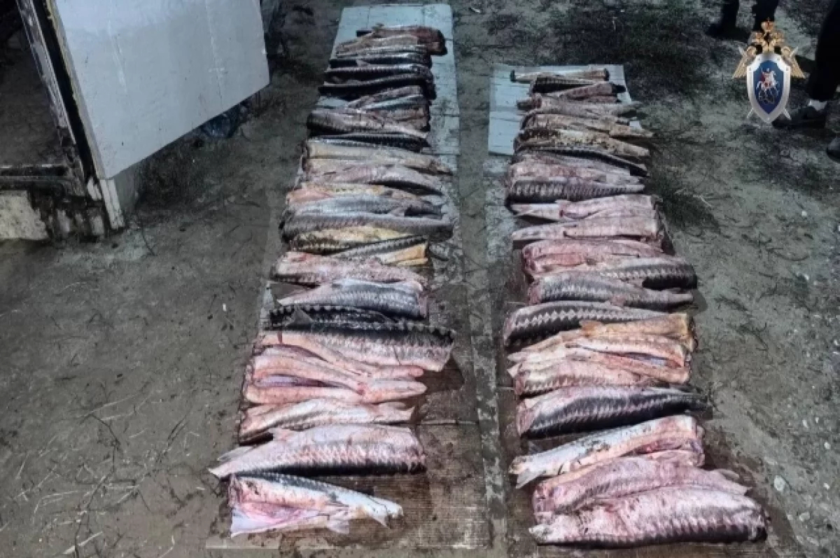 Краснокнижный улов в лодке раскрыл Следком под Астраханью