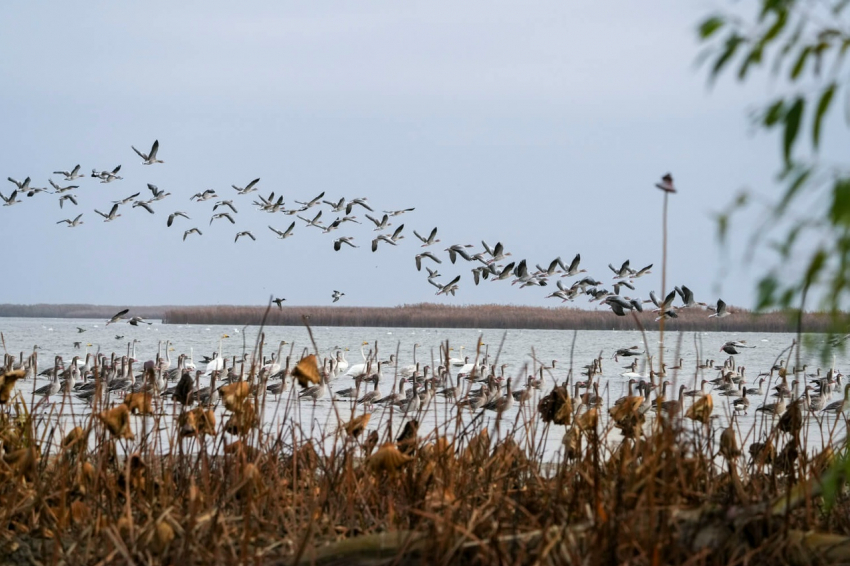 Орнитологи Астраханского заповедника рассказали о зимующих и редких птицах
