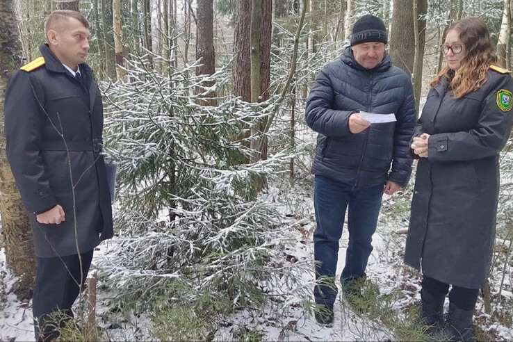 В Ленобласти усилили работу по предотвращению незаконных рубок елей