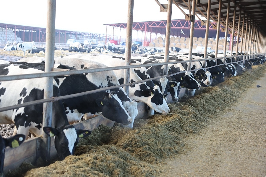 Волгоградские фермеры получат субсидии на генетическую экспертизу скота