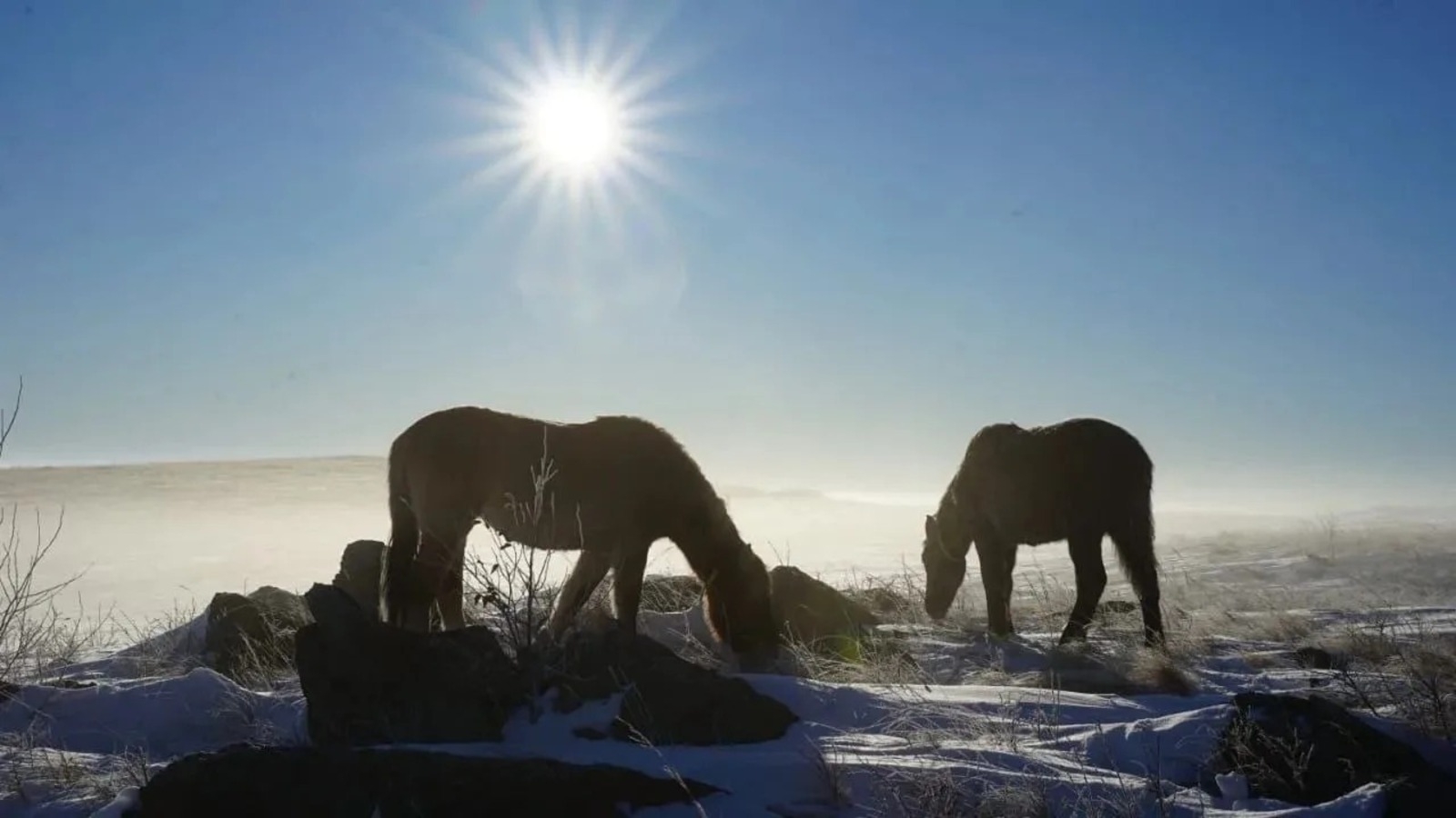 Радий Хабиров поделился кадрами зимней Башкирии, которые заставляют его улыбаться