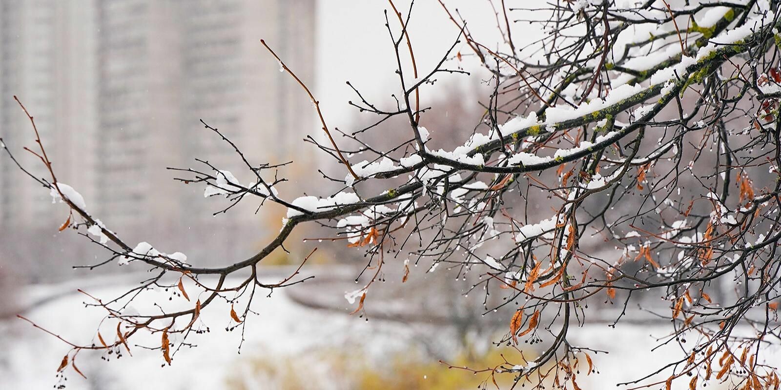 В Москве ожидается метель и сильная гололедица
